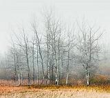 Trees In Fog_09776